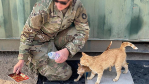 Illustration : "Un soldat refuse d’abandonner une chatte affectueuse après que celle-ci lui ait apporté du réconfort "