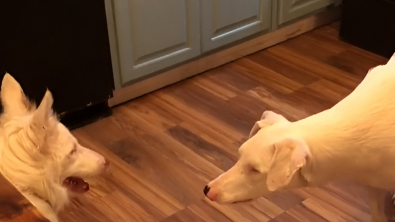 Illustration : Aveugles et sourds, ces 2 chiens attendrissants communiquent à leur façon (vidéo)