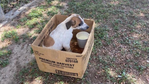 Illustration : "La vision déchirante d’un chien refusant de quitter le carton dans lequel il a été abandonné"