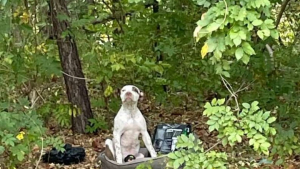 Illustration : "Blessé et abandonné au beau milieu de la forêt, ce chien attendait que quelqu’un vienne l’aider"