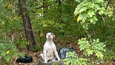 Illustration : "Blessé et abandonné au beau milieu de la forêt, ce chien attendait que quelqu’un vienne l’aider"