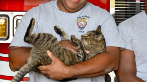 Illustration : "Un chat se fraye un chemin dans la caserne et le cœur des pompiers, qui se sont fortement attachés à lui"