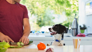 Illustration : "Les aliments dangereux pour le chien"