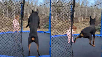 Illustration : "Les acrobaties hilarantes d’une jeune fille et d’un Rottweiler partageant un trampoline"