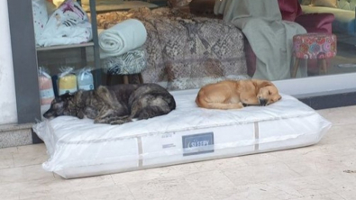 Illustration : Depuis plus de 6 ans, le propriétaire généreux d’un magasin met à disposition de chiens errants des matelas neufs