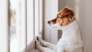 Illustration : "Gérer l'anxiété de séparation chez le chien"