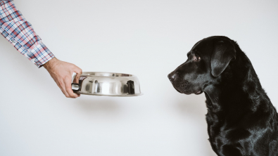 Illustration : Les besoins nutritionnels du chien à chaque étape de sa vie