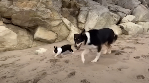 Illustration : "L’amitié peu commune entre un chien et un lapin qui partagent des activités originales ensemble (vidéo)"