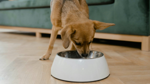 Illustration : "L'alimentation maison pour chien"