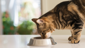 Illustration : "Les besoins nutritionnels du chat à chaque étape de sa vie"