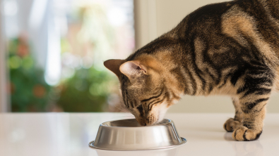 Illustration : Les besoins nutritionnels du chat à chaque étape de sa vie