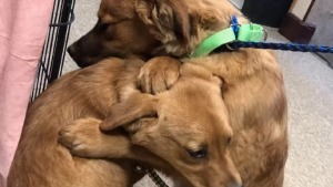 Illustration : "Séparés de leur mère pour la première fois et terrifiés, ces 2 chiots se réconfortent dans un geste bouleversant"