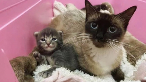 Illustration : "Cette chatte ne faisait confiance à personne avant de comprendre que des âmes bienveillantes pouvaient prendre soin d’elle et de ses bébés"