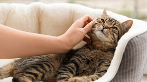 Illustration : "Préparer sa maison pour l'arrivée d'un chat adopté"