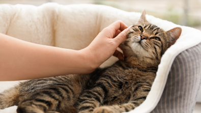 Illustration : Préparer sa maison pour l'arrivée d'un chat adopté