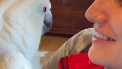 Illustration : "À l’arrivée d’un nouveau chiot dans sa famille, un perroquet exprime sa joie en lui adressant un tendre « Je t’aime » (vidéo)"