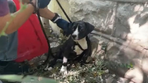 Illustration : "Après un signalement, une association fait la rencontre d’une chienne livrée à elle-même avec 2 chiots à sa charge"