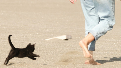 Illustration : En voyage en Croatie, un couple croise la route d’un chaton bien décidé à s’intégrer au périple