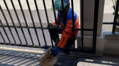 Illustration : "Touchée par la rencontre émouvante entre son chien et un livreur, une femme se démène pour retrouver le nouveau meilleur ami de son Carlin"