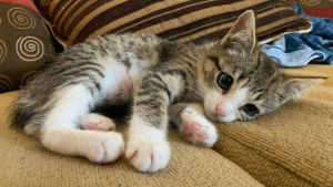 Illustration : "Très réservé, un chaton soutenu par sa famille d’accueil prend confiance en lui et en son entourage"