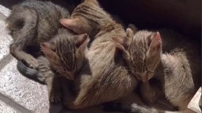 Illustration : "Après la rencontre de 3 chatons en Italie, un couple fait appel à la générosité de sa communauté pour une adoption en bonne et due forme"