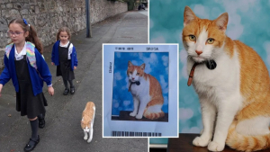 Illustration : "Ce chat curieux s’invite chaque jour dans l’école de ses petites maîtresses et devient la star des écoliers"