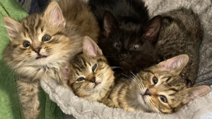 Illustration : "Retrouvés dans une casse automobile, 4 chatons sont sortis d’une situation catastrophique grâce à un passant"