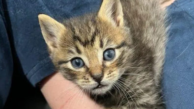 Illustration : Des bénévoles retrouvent un chaton séparé de sa mère et sa portée et décident de leur offrir un foyer commun