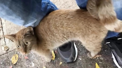 Illustration : Ayant décidé de ne plus vivre dans la rue, une chatte fait comprendre à ses sauveurs ce qu’elle veut en se glissant dans une caisse de transport