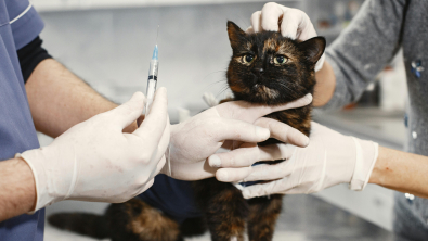 Illustration : Les vaccins essentiels chez le chat