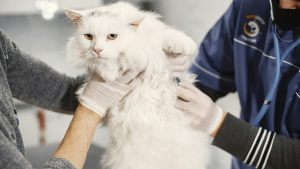 Illustration : "Les problèmes de santé courants chez le chat"