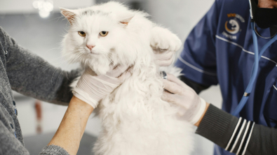 Illustration : Les problèmes de santé courants chez le chat