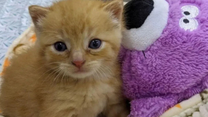 Illustration : "Après avoir été abandonné à un très jeune âge, un chaton devient un repère pour les nouveaux arrivants du refuge"