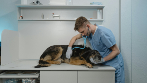 Illustration : "Les problèmes de santé courants chez le chien "