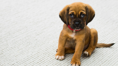 Illustration : Apprendre la propreté à un chiot 