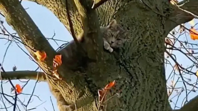 Illustration : Pensant promener sa chienne tranquillement, une femme interrompt la balade pour venir au secours d’un chat qui ne parvient plus à redescendre de son arbre