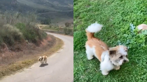 Illustration : "Un chien errant tente le tout pour le tout et se met à courir derrière une voiture pour obtenir de l’attention (vidéo) "