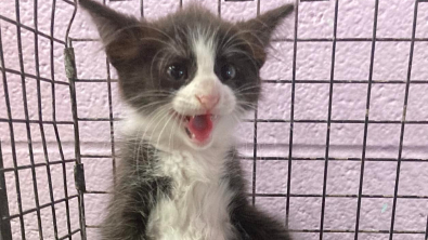 Illustration : "Une séance photo catastrophique change la vie d’un chaton de refuge"