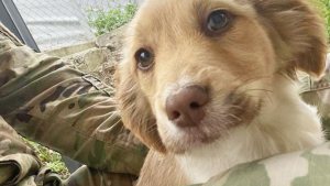 Illustration : "En mission à l’étranger, des soldats rencontrent 3 chiots abandonnés et décident d’écrire la suite d’une belle histoire (vidéo)"