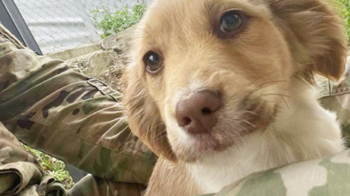 Illustration : En mission à l’étranger, des soldats rencontrent 3 chiots abandonnés et décident d’écrire la suite d’une belle histoire (vidéo)