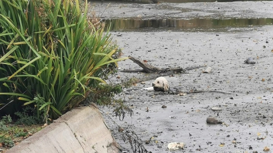 Illustration : En plongeant dans un lac partiellement asséché , un chien se retrouve pris au piège (vidéo)