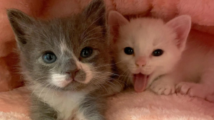 Illustration : "Seuls survivants de leur portée, deux chatons restent soudés et complices après leur sauvetage"