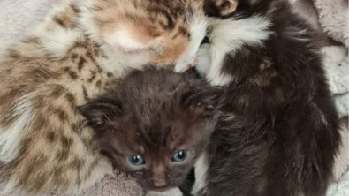 Illustration : "Des bénévoles découvrent avec effarement la présence de 4 très jeunes chatons sur une aire de jeu"