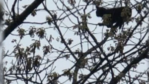 Illustration : "Bloqué dans un arbre depuis plusieurs jours, un chat reçoit l’aide de deux jeunes garçons déterminés"