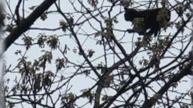 Illustration : Bloqué dans un arbre depuis plusieurs jours, un chat reçoit l’aide de deux jeunes garçons déterminés