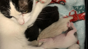 Illustration : "Lors d’un sauvetage, des bénévoles doivent faire face à la disparition d’une maman de 3 chatons jeunes et dépendants"