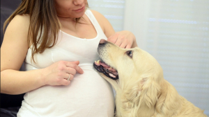 Illustration : "Ce Golden Retriever se rapproche tendrement de sa maîtresse lorsqu’il découvre qu’elle est enceinte (vidéo)"