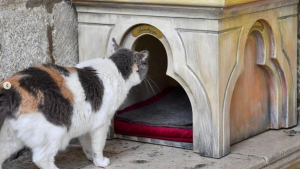 Illustration : "Une chatte errante trouve refuge dans un monument et en est chassée du jour au lendemain"