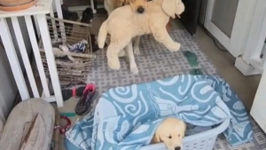 Illustration : "Un Golden Retriever ayant considéré sa peluche préférée comme sa meilleure amie durant 2 ans découvre la surprise réservée par ses maîtres (vidéo)"