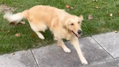 Illustration : "Découvrant que son rêve d’avoir un jardin va se réaliser, une Golden Retriever explose de joie dans sa nouvelle maison (vidéo)"